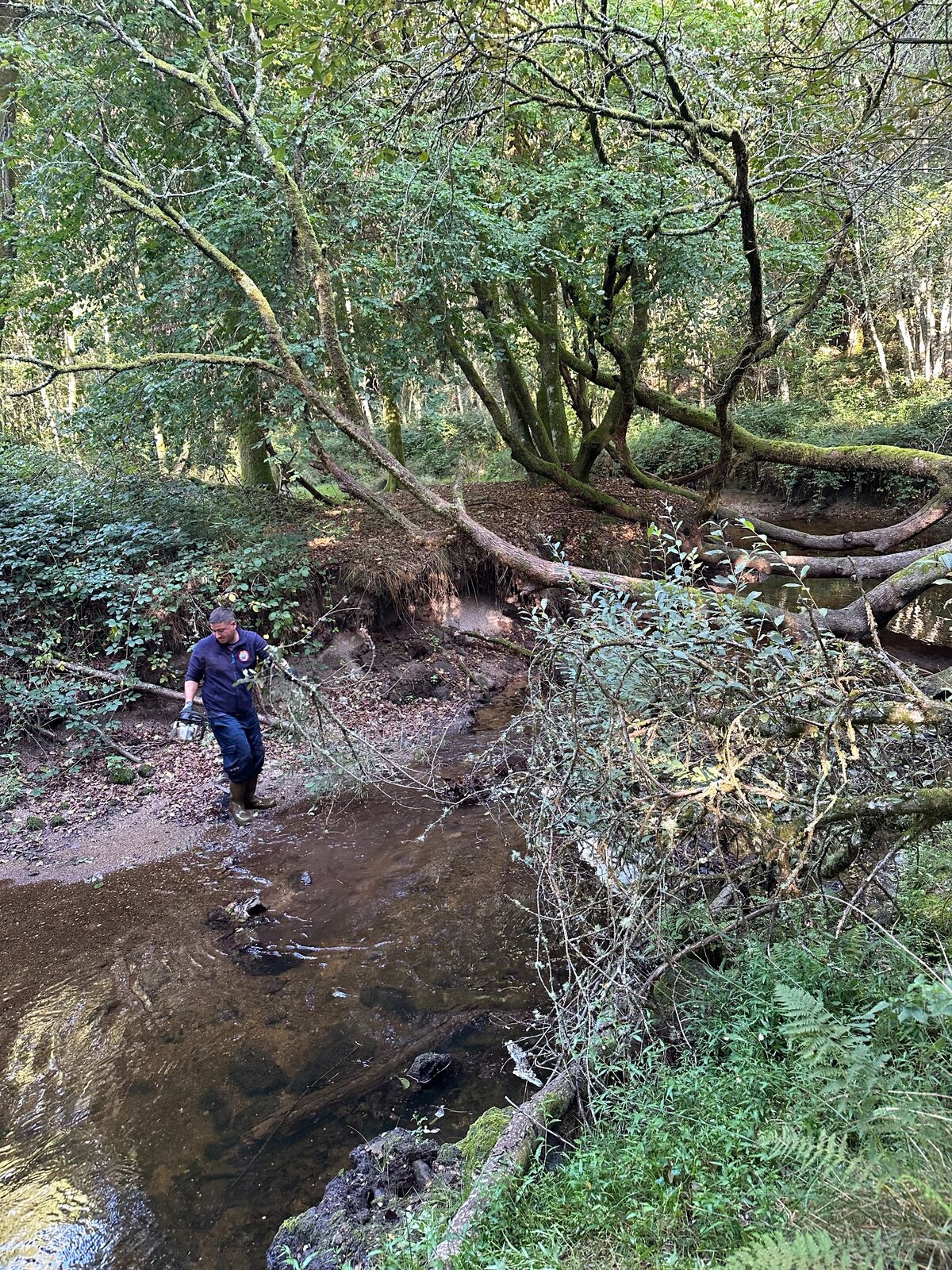 Un bénévole près de branches tombées au-dessus de l’eau