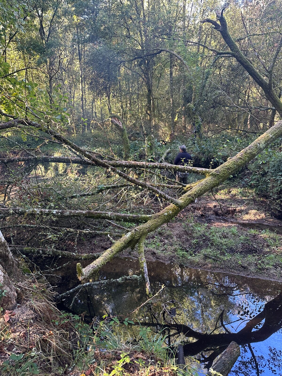 Un tronc d’arbre tombé en travers du cours d’eau