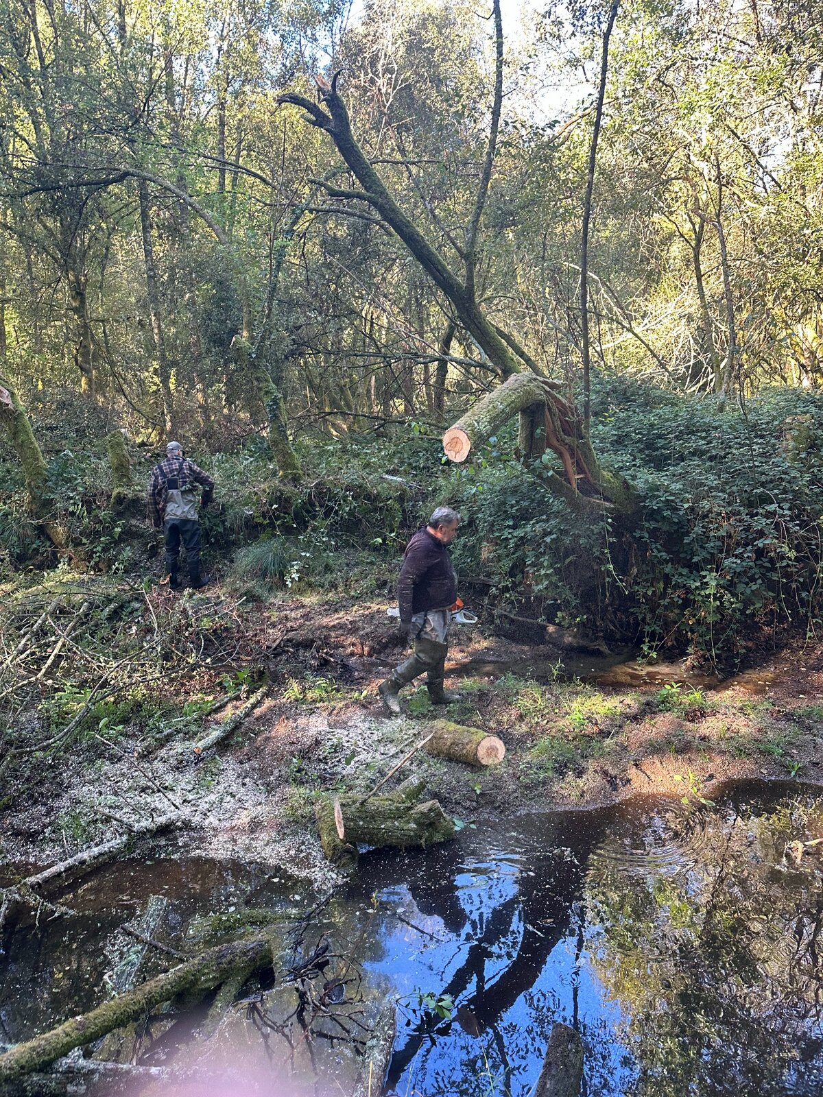 Deux bénévoles travaillent parmi les arbres tombés