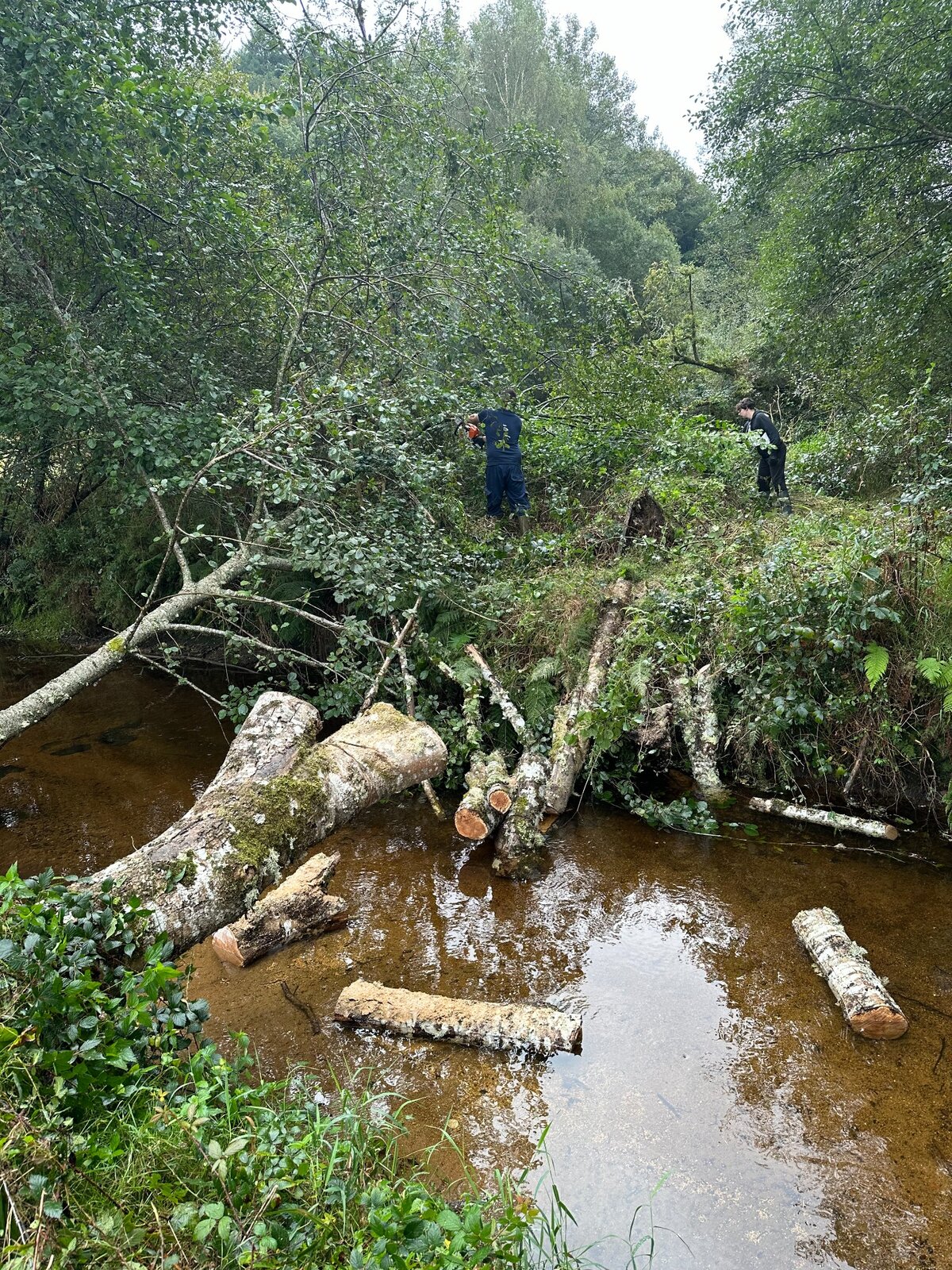 Des bénévoles près de troncs et branches dans la rivière