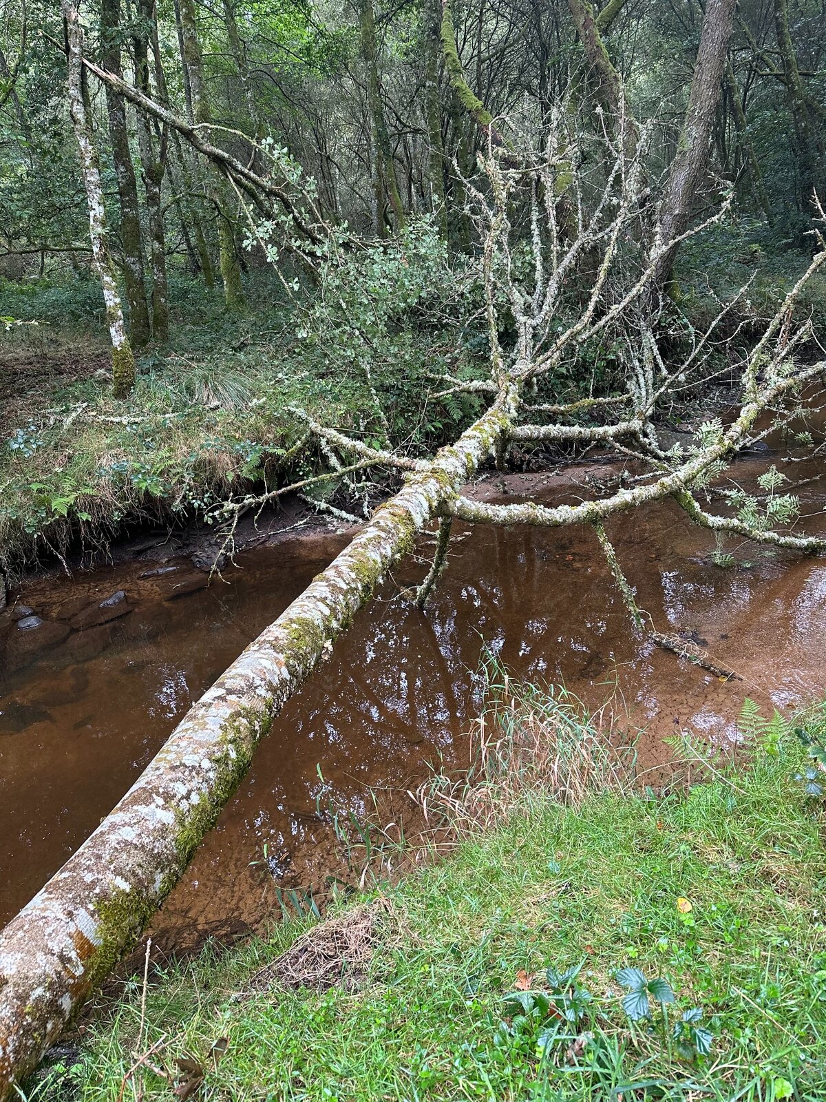 Un tronc d’arbre traverse la Couze