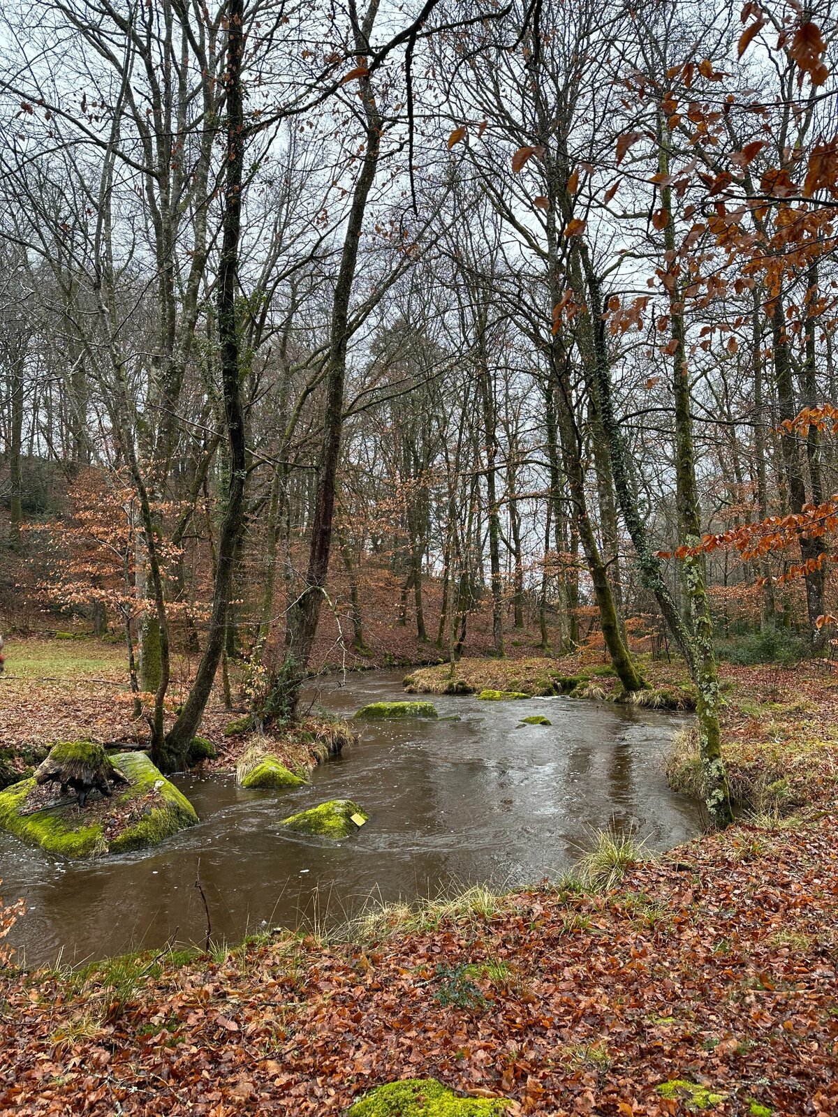 La Couze dans un sous-bois aux couleurs d’automne
