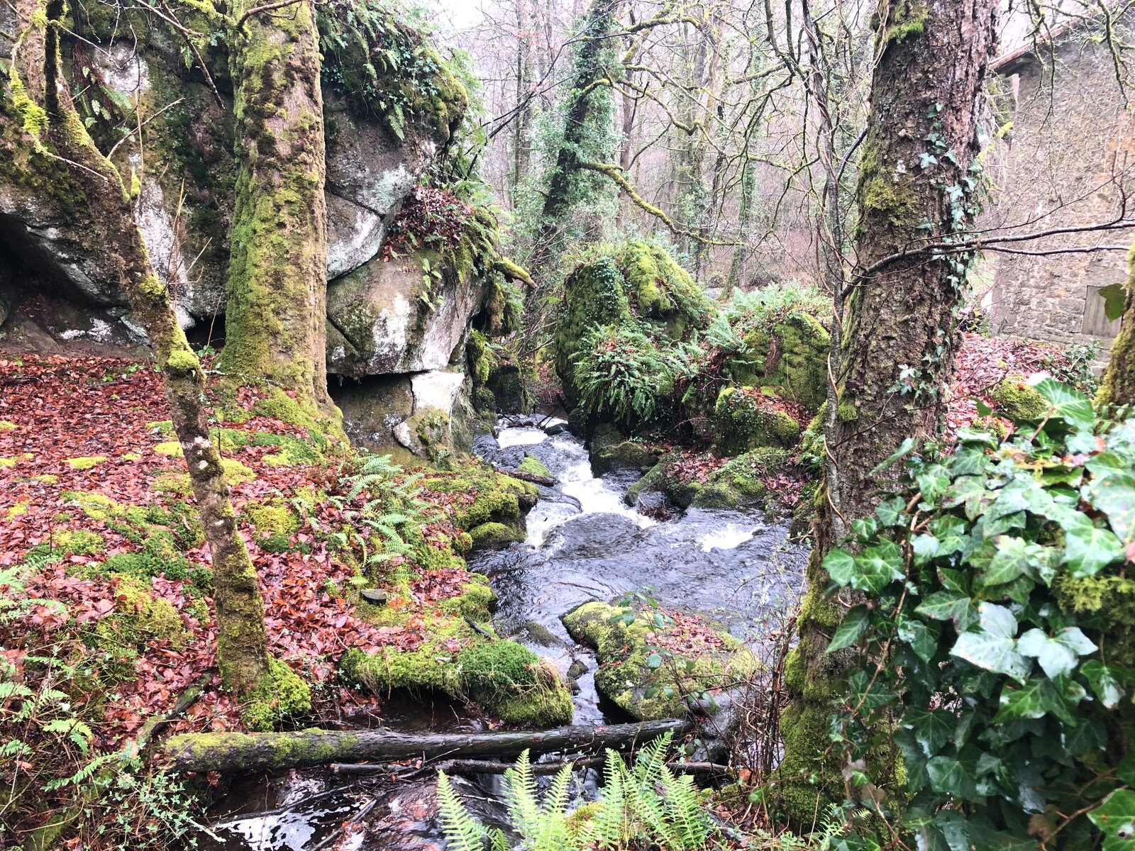 La Couze entre les arbres et les rochers couverts de mousse