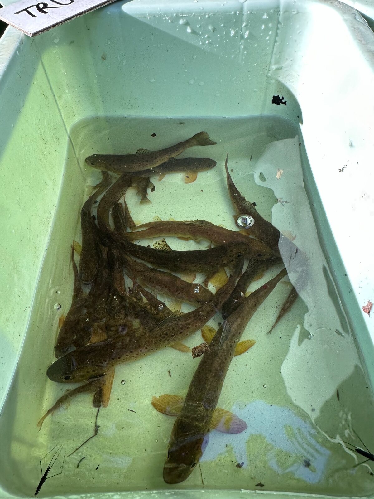 Poissons réunis dans un bac d’eau lors de l’inventaire