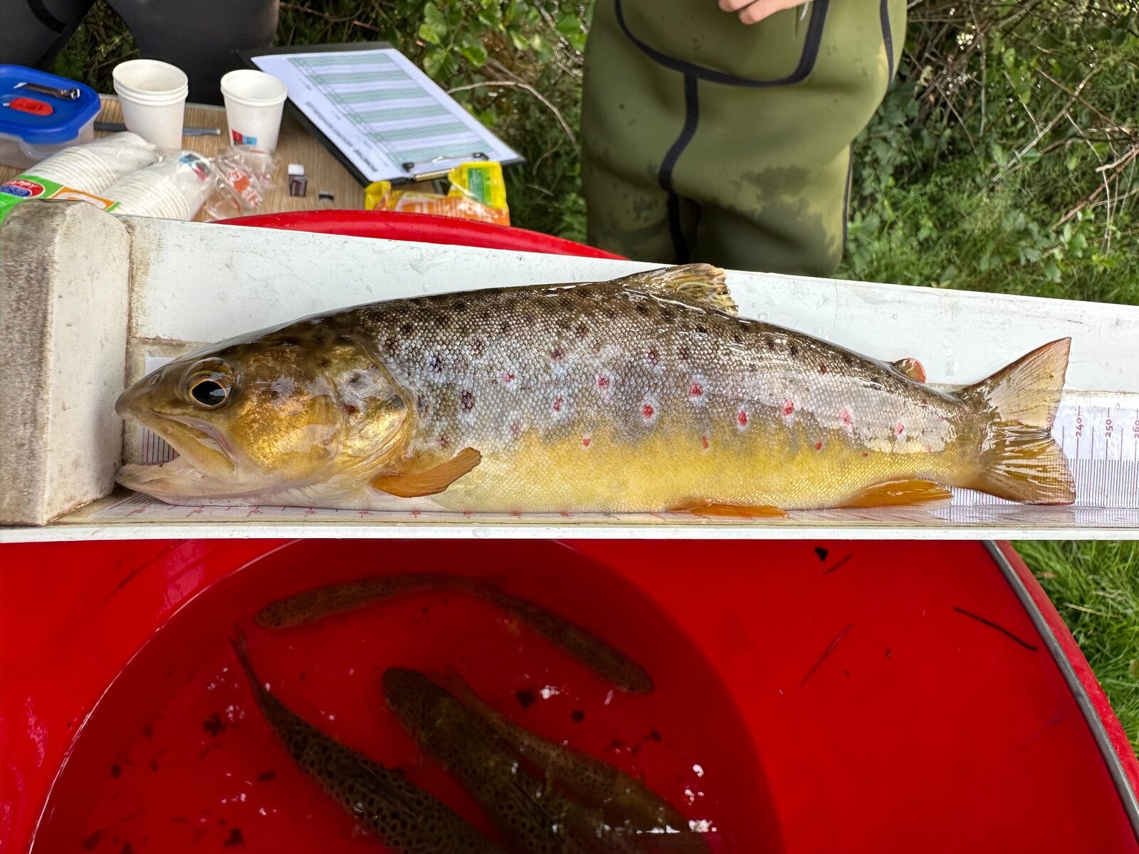 Poisson mesuré sur une règle lors de l’inventaire