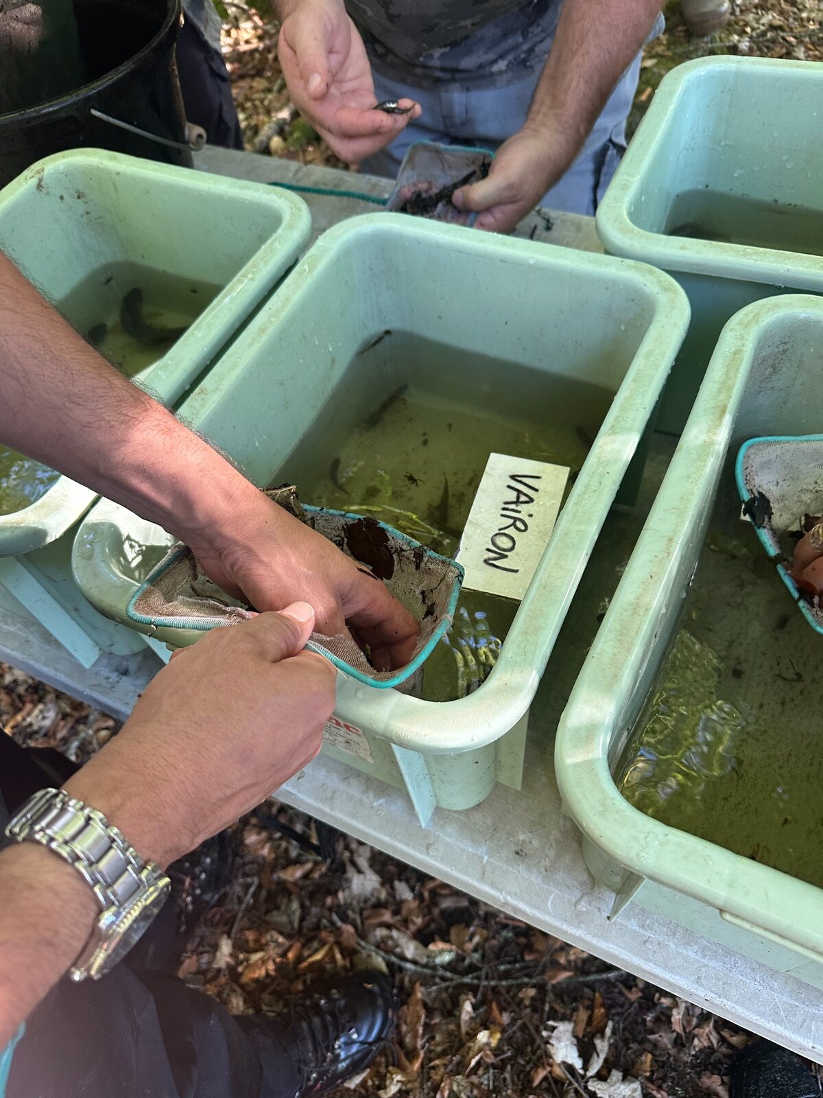 Mains d’un participant observant un poisson dans un bac